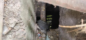 В центре Днепра уже неделю пытаются спасти застрявшую в коллекторе собаку.