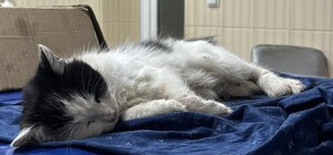 В Харькове участились случаи отравления котов