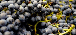 Где на этой неделе в Киеве пройдут ярмарки. Адреса