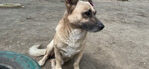 В Днепре жители собственноручно построили теплый домик для бездомной собаки