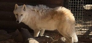В Днепре волонтеры спасли редкого белого волка от продажи охотникам