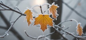 Метеорологи предупреждают: ноябрь способен принести одну из самых холодных недель за 70 лет