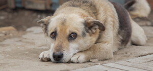 В Одесской области подросток сбросил собаку со склона: реакция полиции