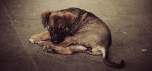 В Одесской области забросали камнями бездомную собаку: инцидент расследует полиция