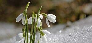 Первые дни весны: какая погода будет в Одессе на этой неделе