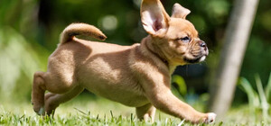 В Киеве продают щенков гибрид-породы 