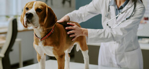 В Украине заработали новые правила в ветеринарии: что изменилось для владельцев животных, ветврачей и рынка лекарств