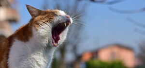 В Дергачах обнаружили бешеного кота: в числе жертв — трое людей и семь животных