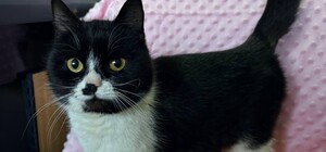 Два дня просидела на дереве: в Харькове коммунальщики спасли кошку с высоты 12 метров