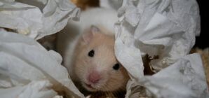 На Куреневском рынке горели хомяки