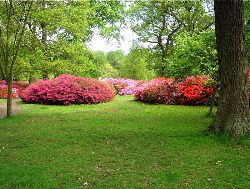 Справочник - 1 - Ричмонд Парк | Richmond Park