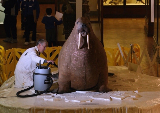 Справочник - 1 - Хорнимана музей | Horniman Museum