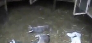 Под чупакабру в Харькове 