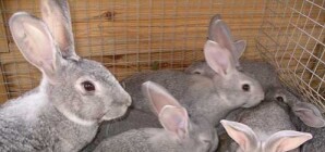 Харьковчанам покажут кроличьи бега и декоративные виды ушастиков