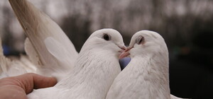 Как прошла выставка голубей и декоративных птиц: кроме митингов