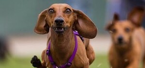 У харьковчанки на отдыхе сбежала такса с драгоценностями на 400 тысяч гривен