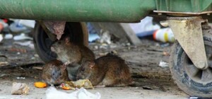 Сміттєвий колапс у Львові: щур покусав малолітню дитину