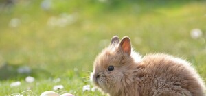 Праздник надвигается: в торговом центре Днепра появились пасхальные кролики