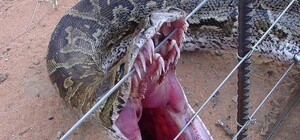 Встреча с Василиском: путешественник наткнулся на двухметровую змею под Днепром