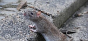 Де та коли: у Львові проведуть масштабну дератизацію