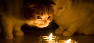 Де та коли: у Львові  та Винниках не буде світла