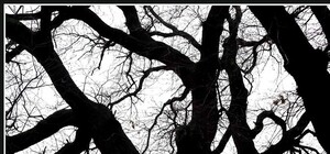 Получи ответ: где в Одессе растет самое старое дерево