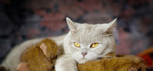 Дай кішці спокій: у Львові масово труїтимуть щурів