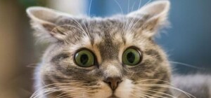 Киндер с сюрпризом: запорожанка купила шоколадный батончик с пенопластом