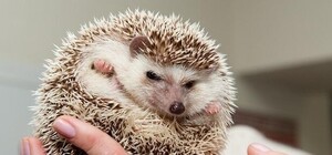 Повезло колючему: в Киеве спасли ежа, в тело которого вросло кольцо от пластиковой бутылки