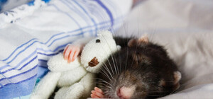 Завбільшки з кошеня: туристи нажахані щурами у Львові