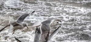 Море волнуется раз: полюбуйся фотографиями бушующих волн на побережье в Бердянске