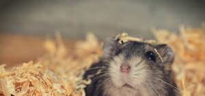 Странный: мужчина пытался украсть из зоомагазина хомяка (видео)