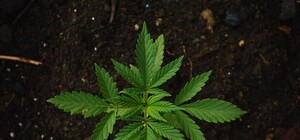 Комитет по правам человека поддержал использование марихуаны в медицинских целях