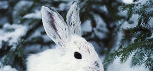 Харьковчане «расхватали» почти всех кроликов